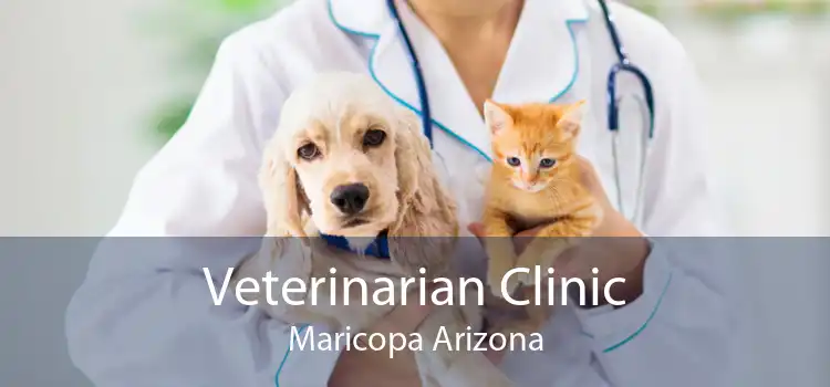 Veterinarian Clinic Maricopa Arizona