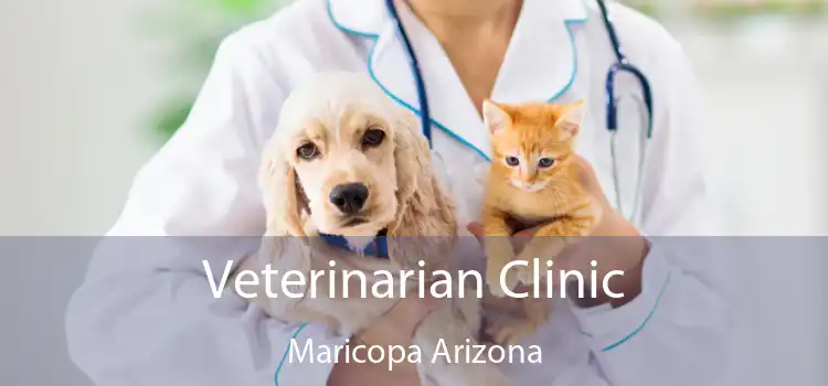 Veterinarian Clinic Maricopa Arizona