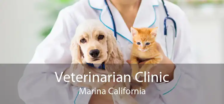 Veterinarian Clinic Marina California