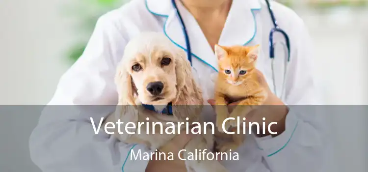 Veterinarian Clinic Marina California