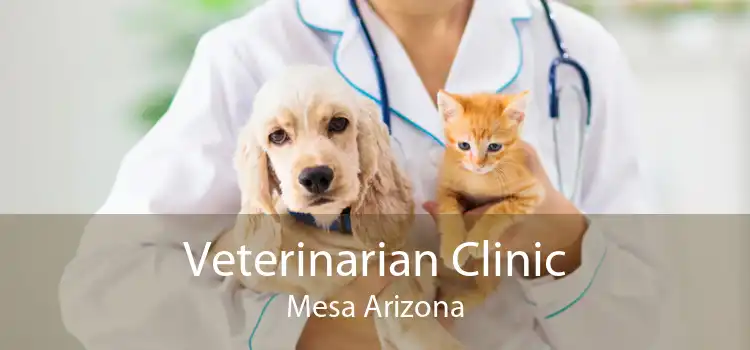 Veterinarian Clinic Mesa Arizona