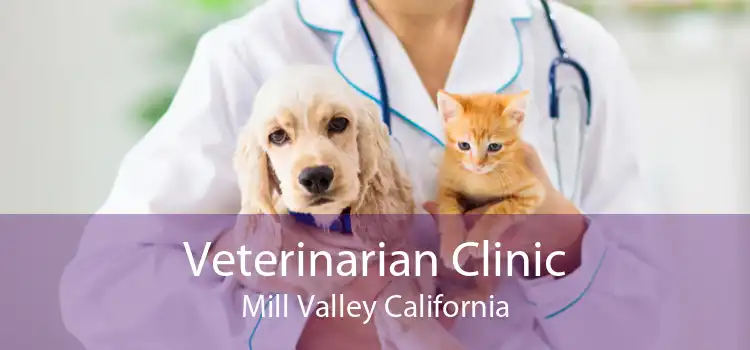 Veterinarian Clinic Mill Valley California