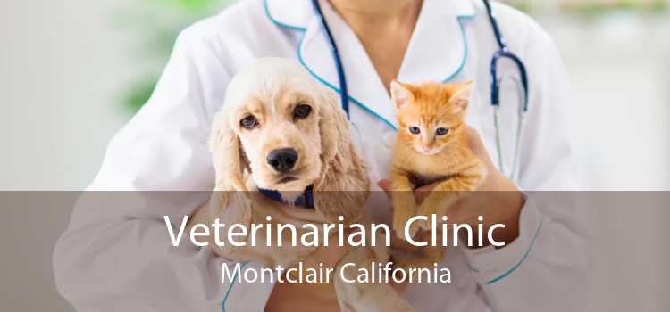 Veterinarian Clinic Montclair California
