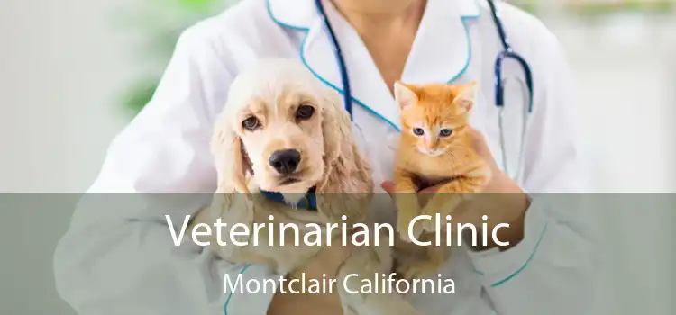 Veterinarian Clinic Montclair California