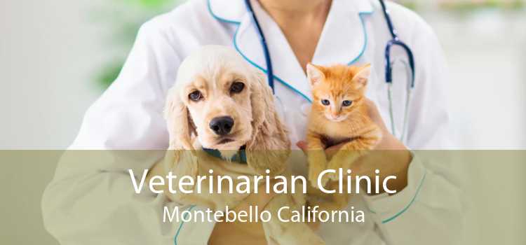 Veterinarian Clinic Montebello California