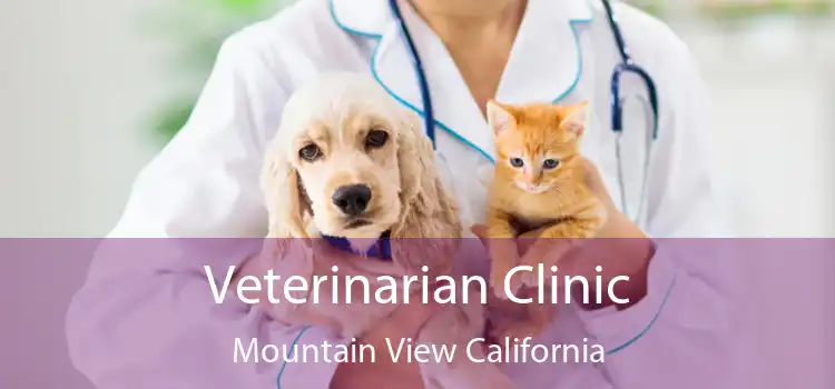 Veterinarian Clinic Mountain View California