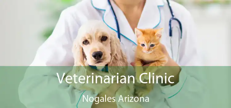 Veterinarian Clinic Nogales Arizona