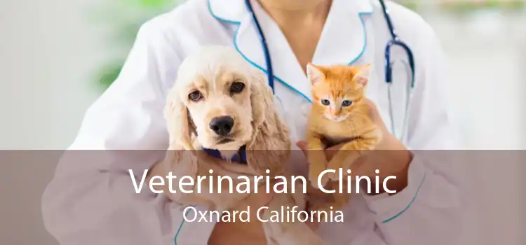 Veterinarian Clinic Oxnard California