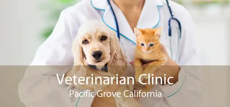 Veterinarian Clinic Pacific Grove California