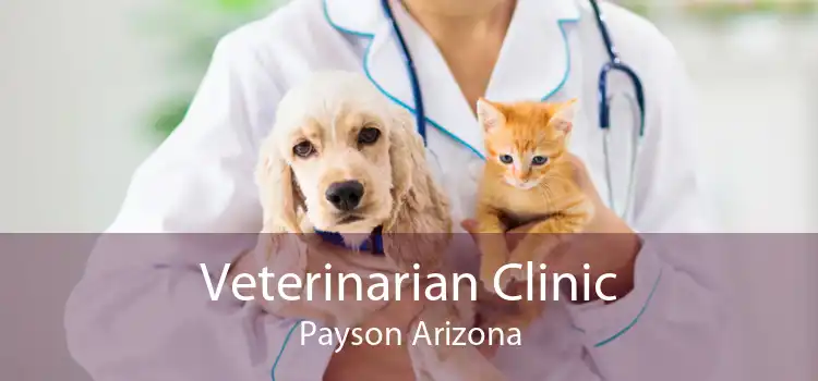 Veterinarian Clinic Payson Arizona