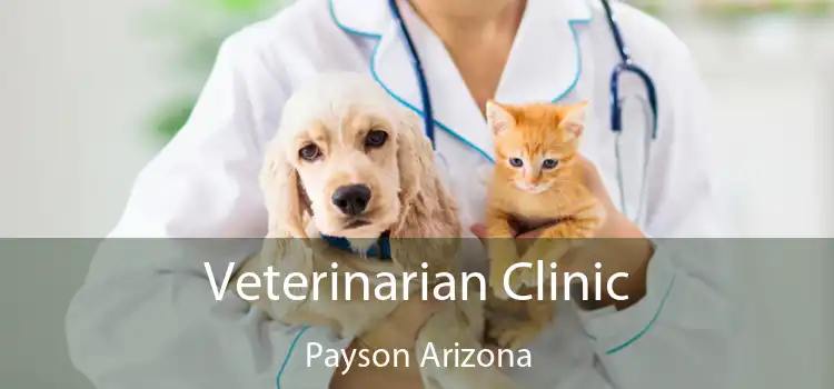 Veterinarian Clinic Payson Arizona