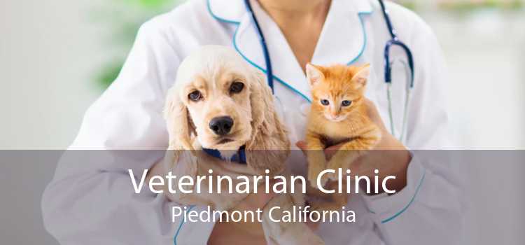 Veterinarian Clinic Piedmont California