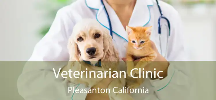 Veterinarian Clinic Pleasanton California