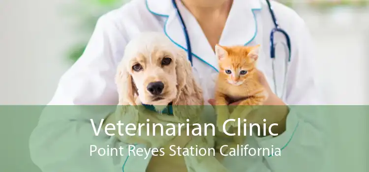Veterinarian Clinic Point Reyes Station California