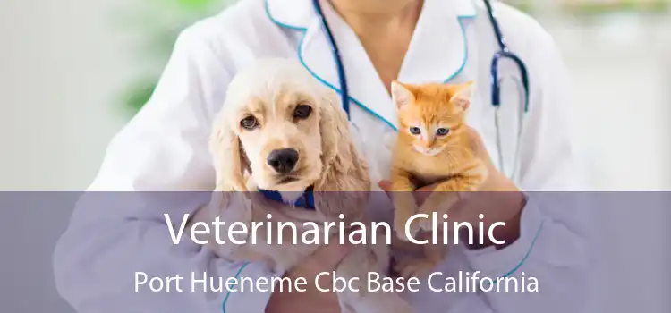 Veterinarian Clinic Port Hueneme Cbc Base California