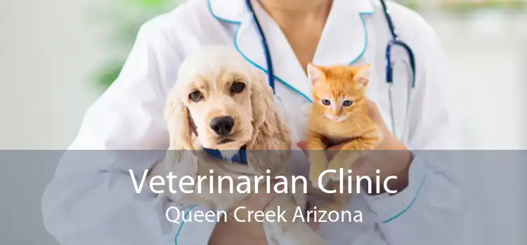 Veterinarian Clinic Queen Creek Arizona