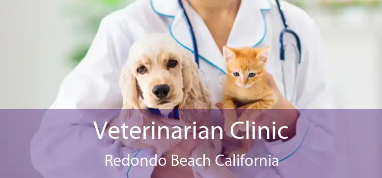 Veterinarian Clinic Redondo Beach California