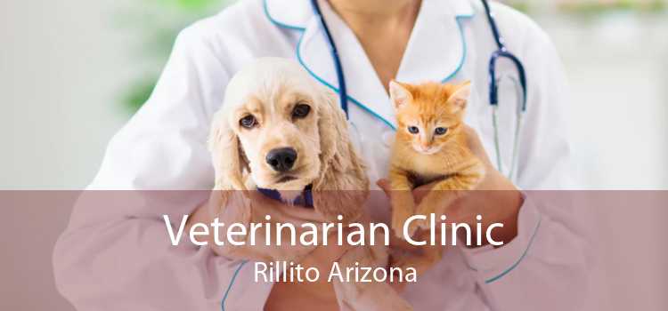 Veterinarian Clinic Rillito Arizona