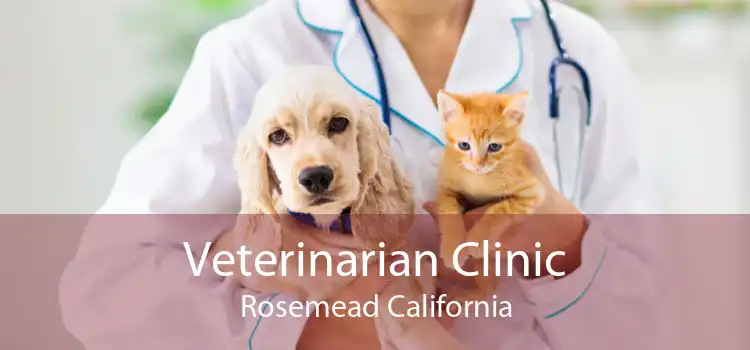 Veterinarian Clinic Rosemead California