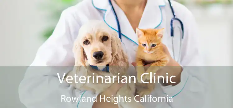 Veterinarian Clinic Rowland Heights California