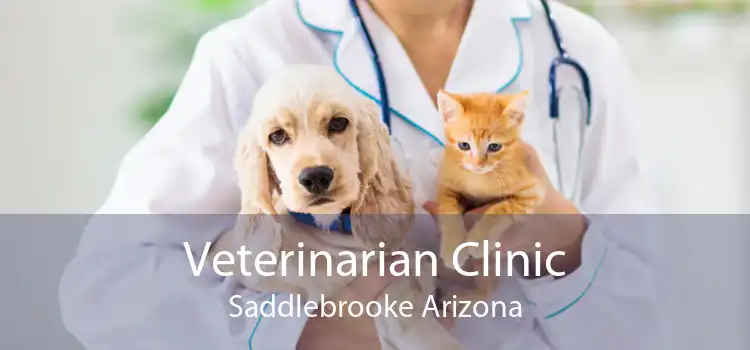 Veterinarian Clinic Saddlebrooke Arizona