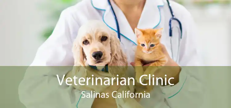 Veterinarian Clinic Salinas California