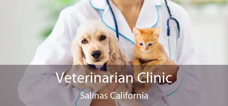 Veterinarian Clinic Salinas California