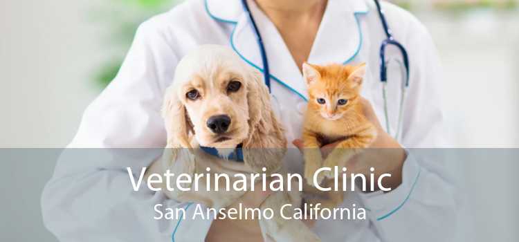 Veterinarian Clinic San Anselmo California