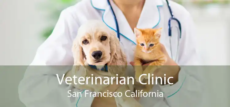 Veterinarian Clinic San Francisco California