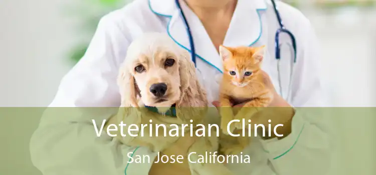 Veterinarian Clinic San Jose California