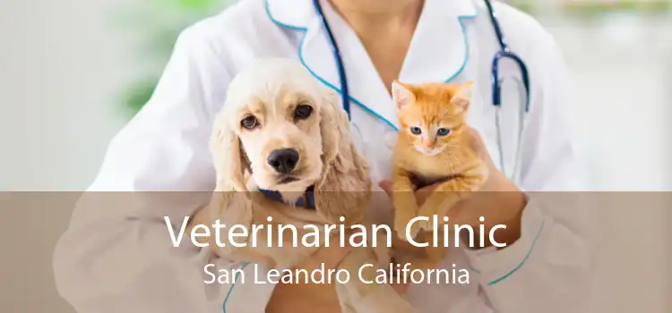 Veterinarian Clinic San Leandro California