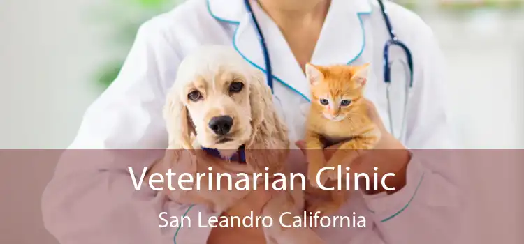 Veterinarian Clinic San Leandro California