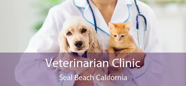 Veterinarian Clinic Seal Beach California