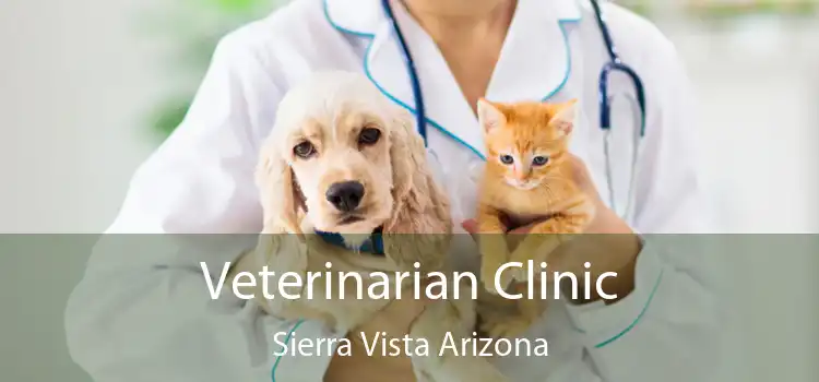 Veterinarian Clinic Sierra Vista Arizona