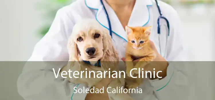 Veterinarian Clinic Soledad California