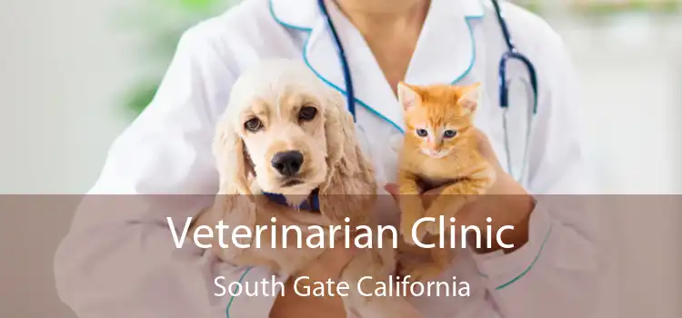 Veterinarian Clinic South Gate California