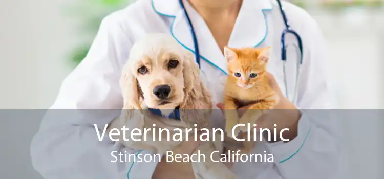 Veterinarian Clinic Stinson Beach California