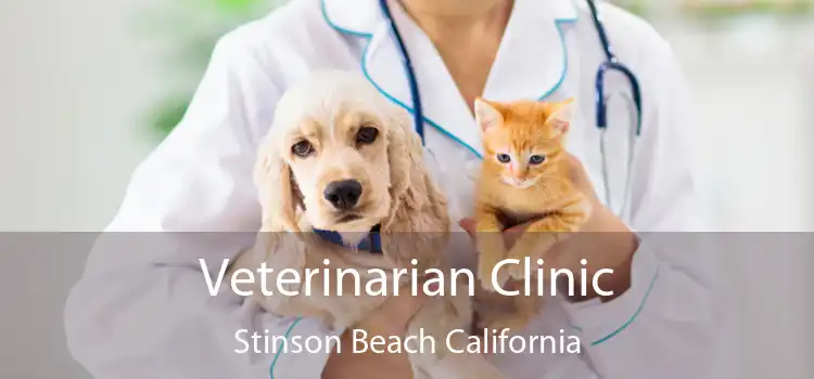 Veterinarian Clinic Stinson Beach California