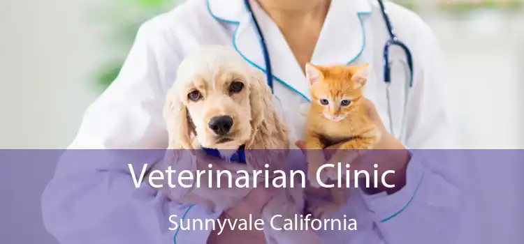Veterinarian Clinic Sunnyvale California