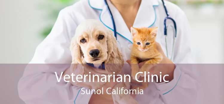 Veterinarian Clinic Sunol California