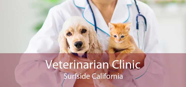 Veterinarian Clinic Surfside - Emergency Vet And Pet Clinic Near Me
