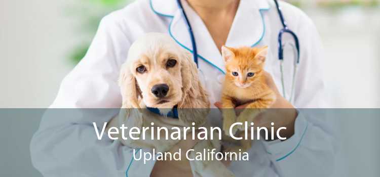 Veterinarian Clinic Upland California