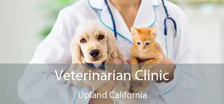 Veterinarian Clinic Upland California