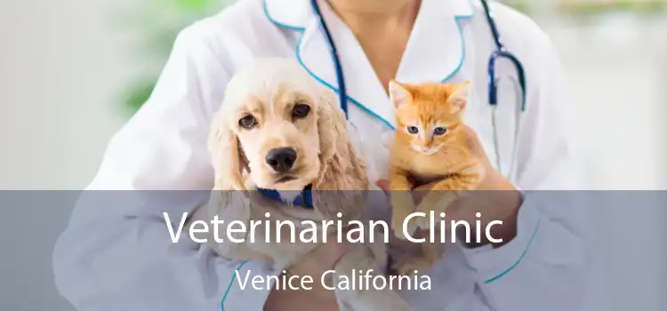 Veterinarian Clinic Venice California