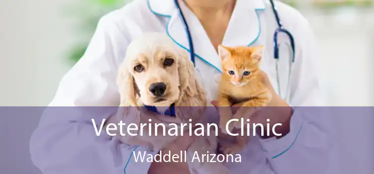 Veterinarian Clinic Waddell Arizona