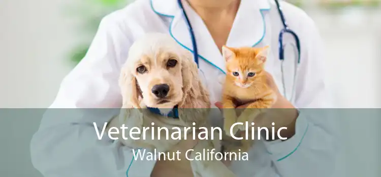 Veterinarian Clinic Walnut California