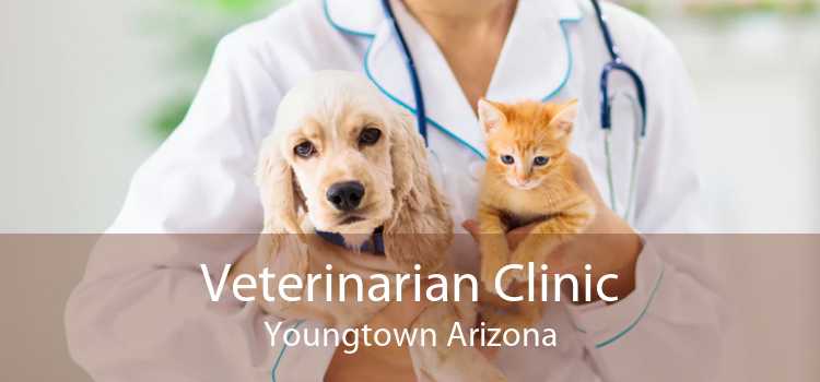 Veterinarian Clinic Youngtown Arizona