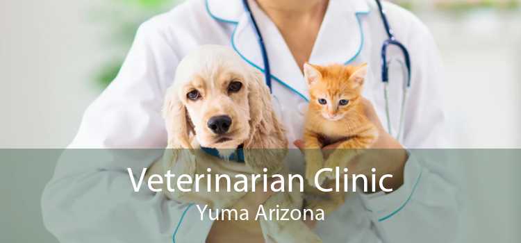 Veterinarian Clinic Yuma Arizona