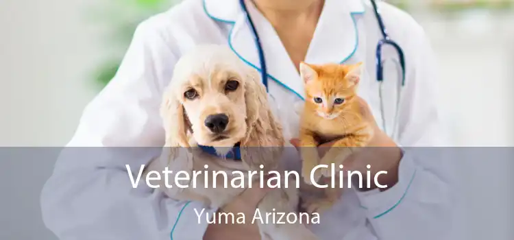 Veterinarian Clinic Yuma Arizona