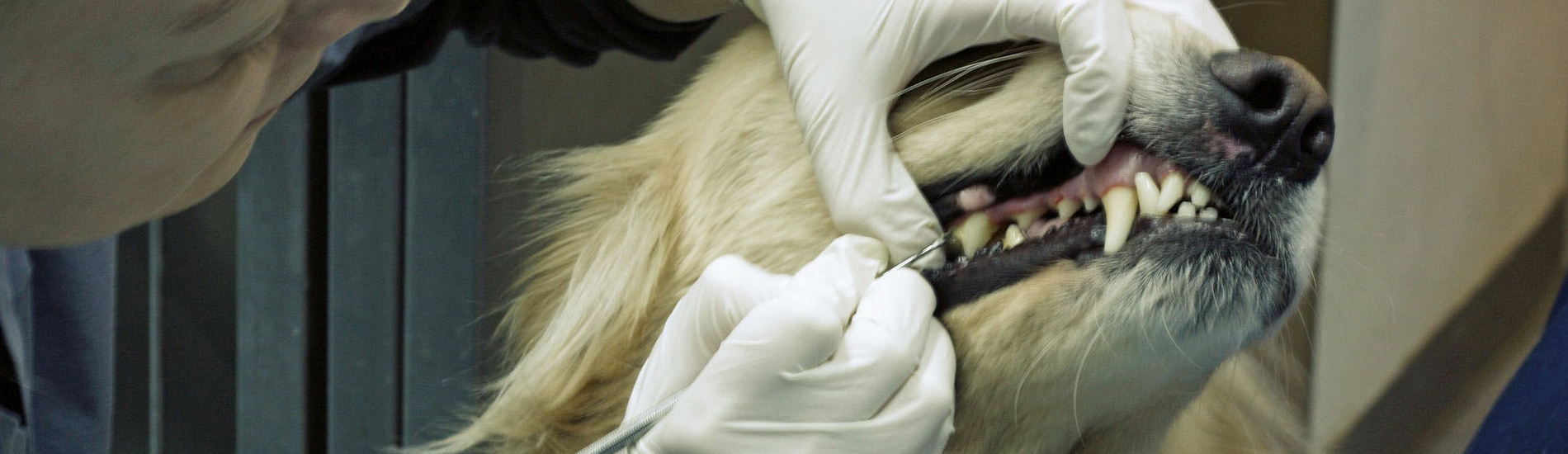 Dog Dentist Tanque Verde Dog Dental Hygiene Clinic Near Me